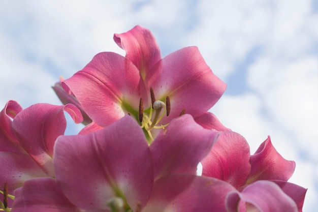 Close-up van roze leliebloemen tegen de hemel