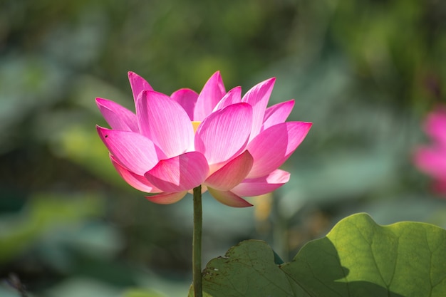 Close-up van roze lotus (Nelumbo nucifera Gaertn.) in het meer, kleurrijke roze-witte bloemblaadjes met groene natuur achtergrond