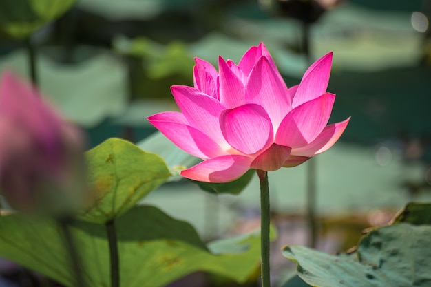 Close-up van roze lotus (nelumbo nucifera gaertn.) in het meer, kleurrijke roze-witte bloemblaadjes met groene natuur achtergrond