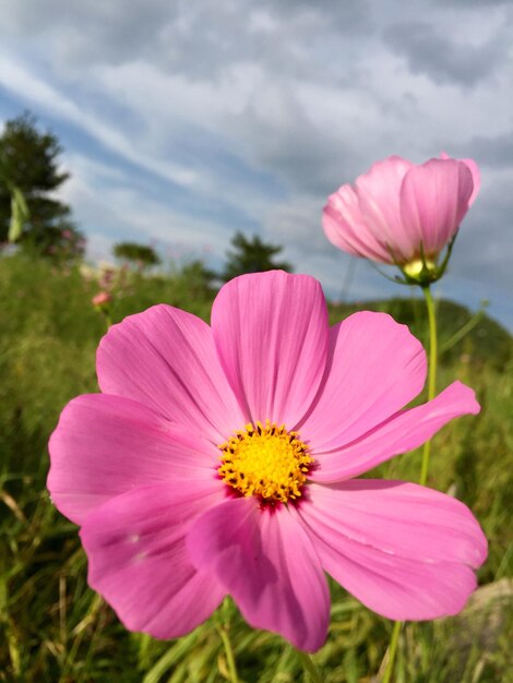 Close-up van roze madeliefjesbloemen