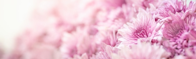 Close-up van roze Mums bloem op witte tablewith kopie ruimte natuurlijke flora, ecologie voorblad concept.