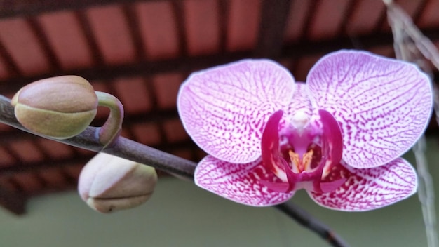 Foto close-up van roze orchideeën die buiten bloeien