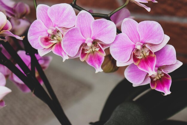 Foto close-up van roze orchideeën op de plant