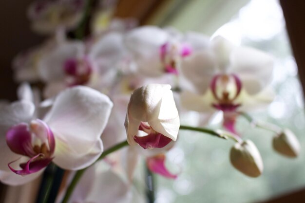 Foto close-up van roze orchideeën