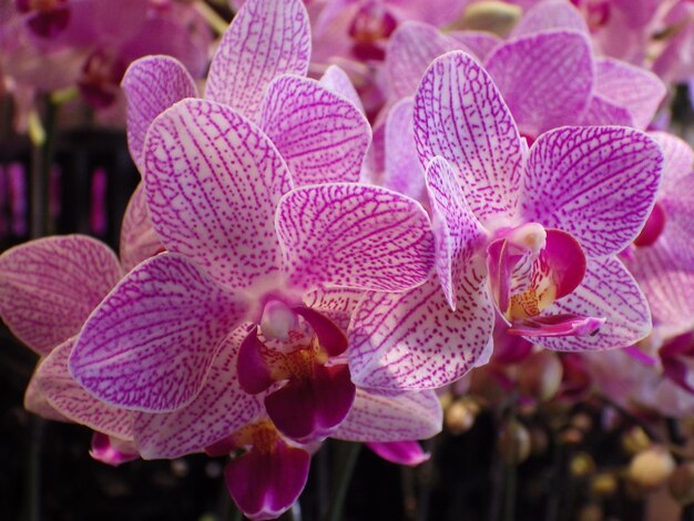 Close-up van roze phalaenopsis orchideeën