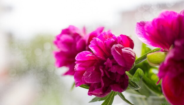 Close-up van roze pioenrozen in glazen vaas tegen raam. Bloemen winkelconcept. Mooi gesneden boeket. Bloemen bezorgen, spandoek