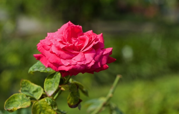 Close-up van roze roos