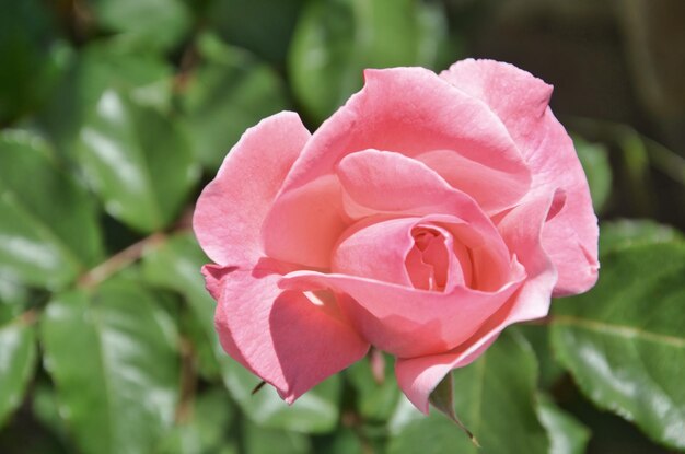 Close-up van roze roos