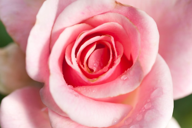 Close-up van roze roos