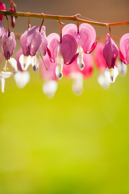 Foto close-up van roze rozen die aan een plant hangen