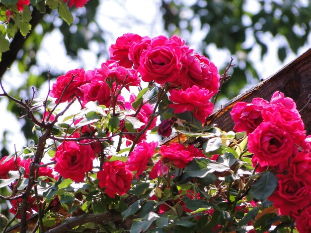 Foto close-up van roze rozen die buiten bloeien