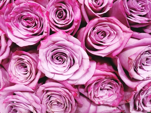 Close-up van roze rozen