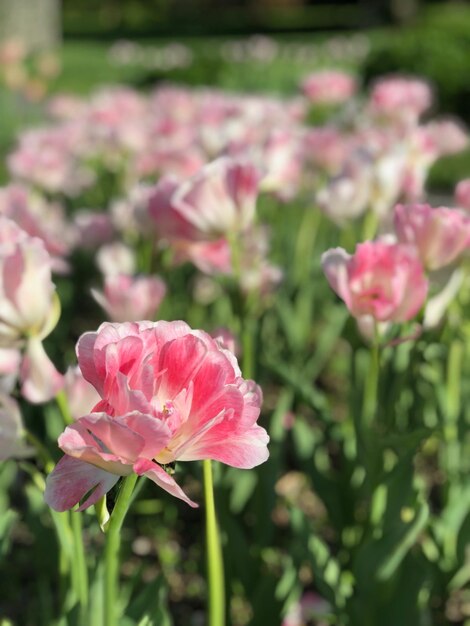 Foto close-up van roze rozen