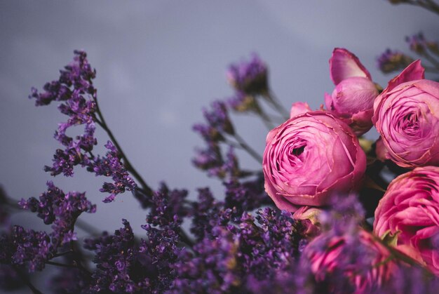 Foto close-up van roze rozen