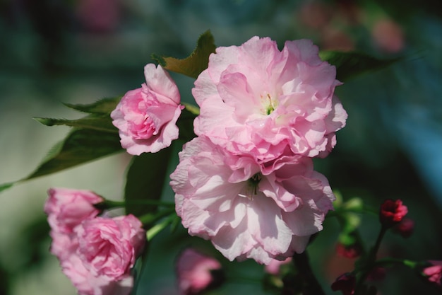 Foto close-up van roze rozen