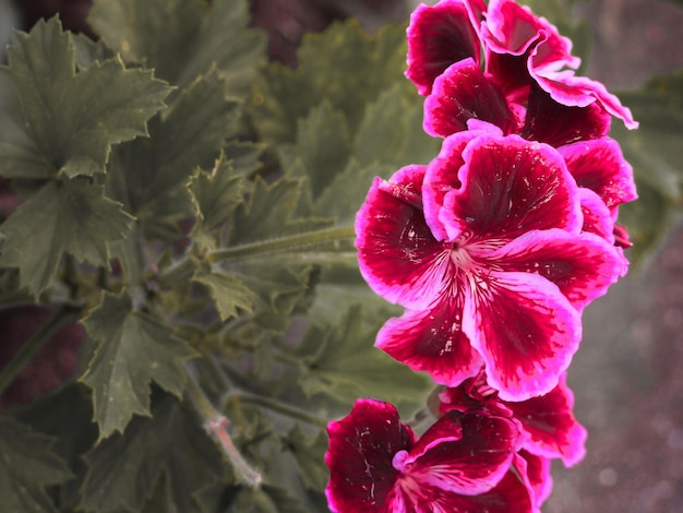 Close-up van roze rozenbloemen