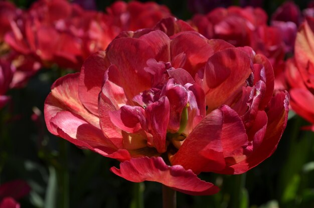 Foto close-up van roze rozenbloemen