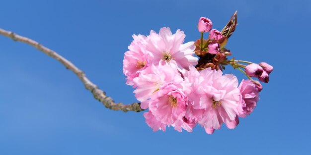Foto close-up van roze sakura bloemen met een blauwe hemel op de achtergrond