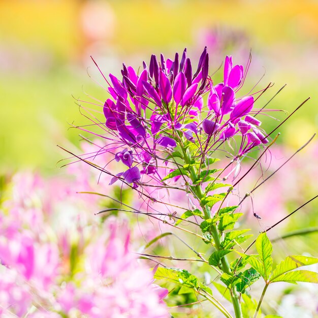 Close-up van roze spinbloem in natuurlijke tuin