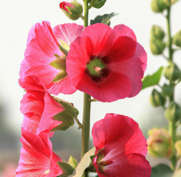 Close-up van roze stokroos bloemen over onscherpe achtergrond gemaakt met behulp van generatieve ai-technologie