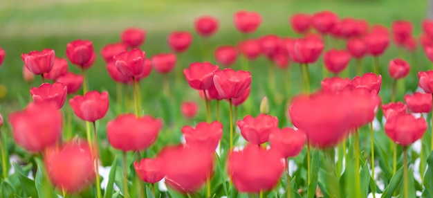 Close-up van roze tulpen in een veld van roze tulpen op de achtergrond wazig bokeh. Artistieke natuurscène