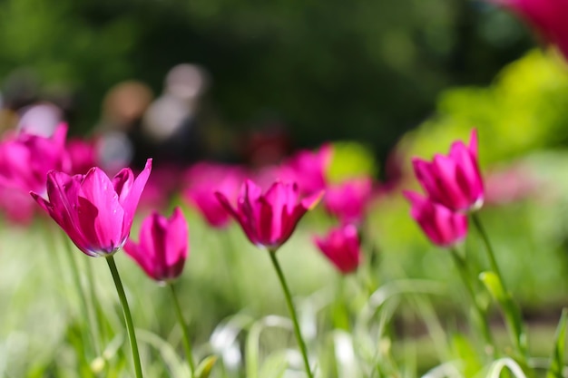 close-up van roze tulpen met selectieve focus op een wazige groene achtergrond met kopieerruimte voor tekst