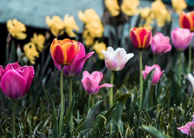 Foto close-up van roze tulpen op het veld