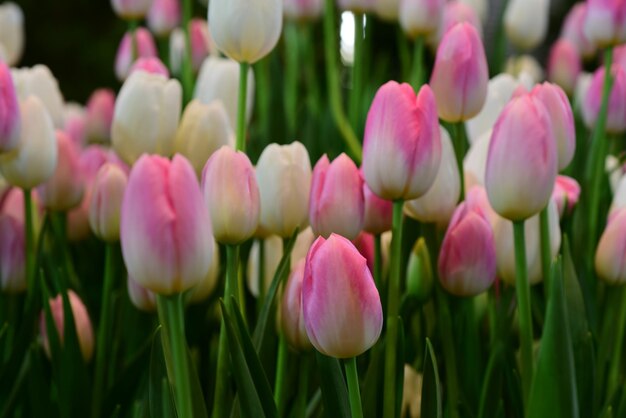 Close-up van roze tulpen op het veld