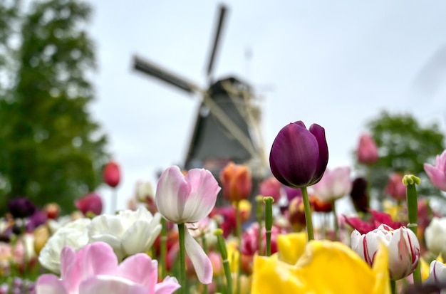 Foto close-up van roze tulpen