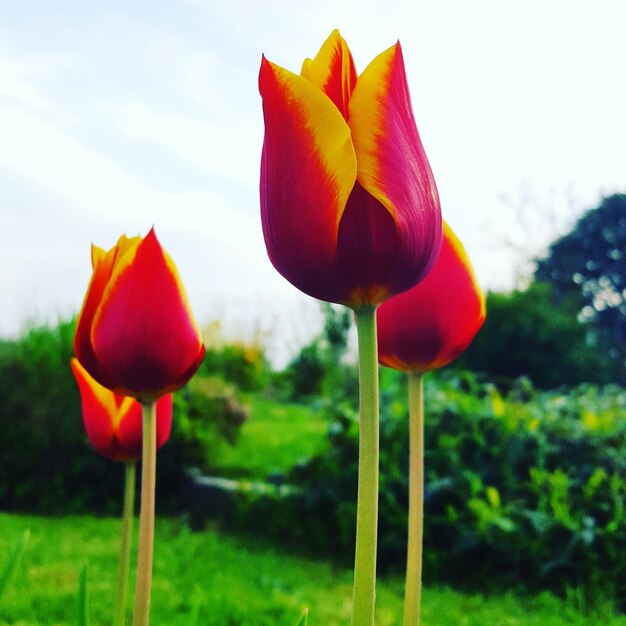 Foto close-up van roze tulpen