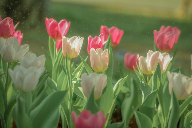 Foto close-up van roze tulpen