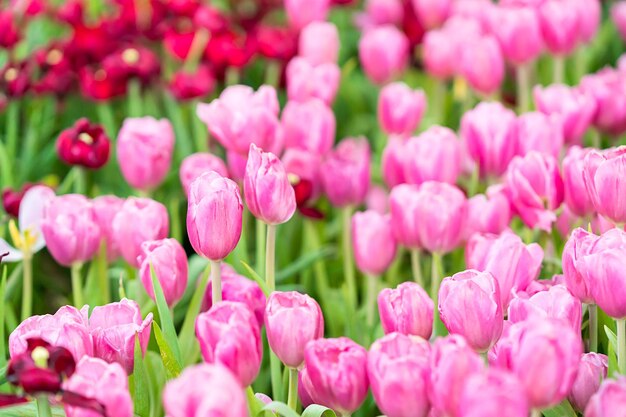 Foto close-up van roze tulpen