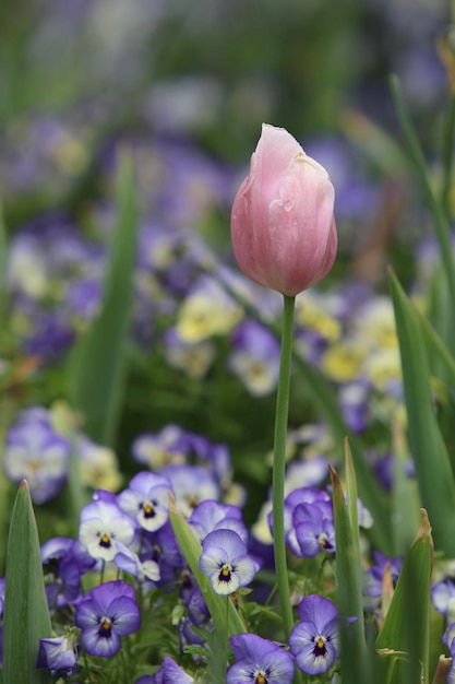 Foto close-up van roze tulpen