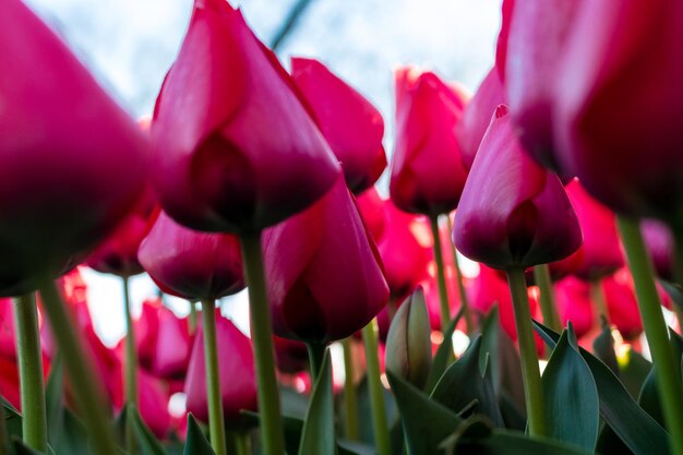 Close-up van roze tulpen