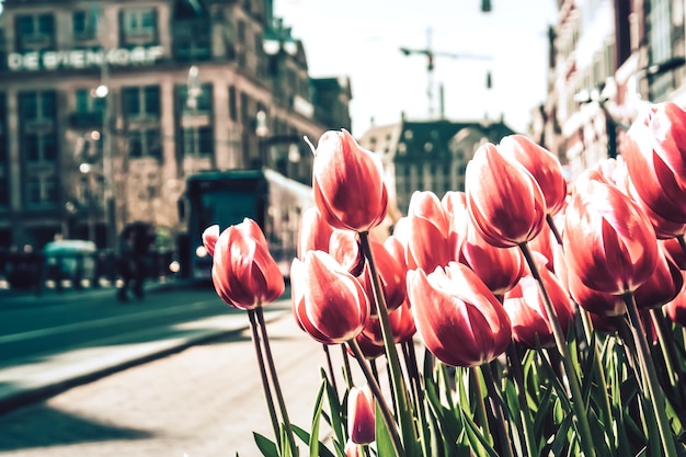 Close-up van roze tulpen