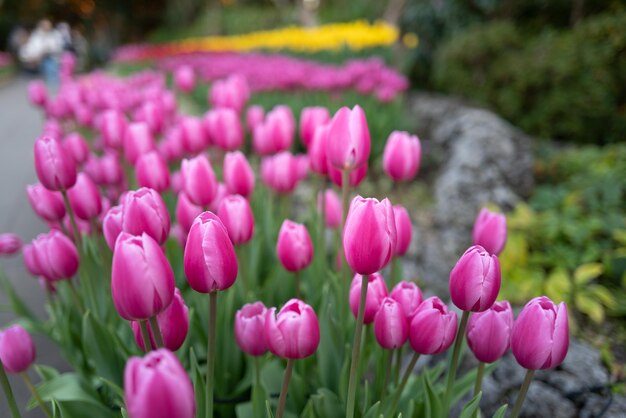 Foto close-up van roze tulpen