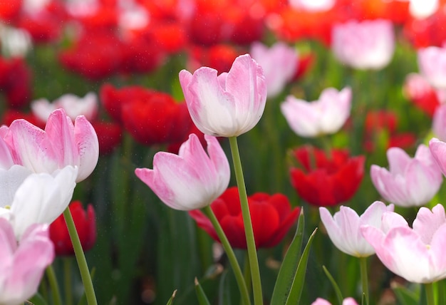 Foto close-up van roze tulpen