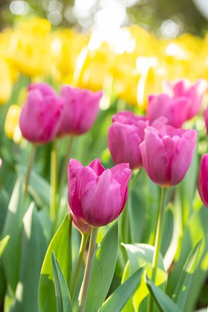 Foto close-up van roze tulpen