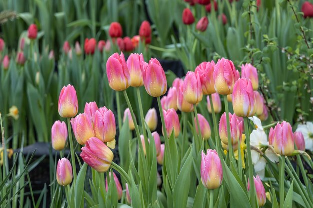 Foto close-up van roze tulpen