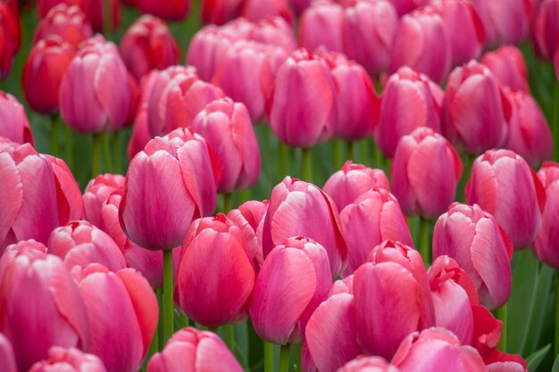 Foto close-up van roze tulpen