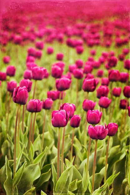 Close-up van roze tulpenbloemen op het veld