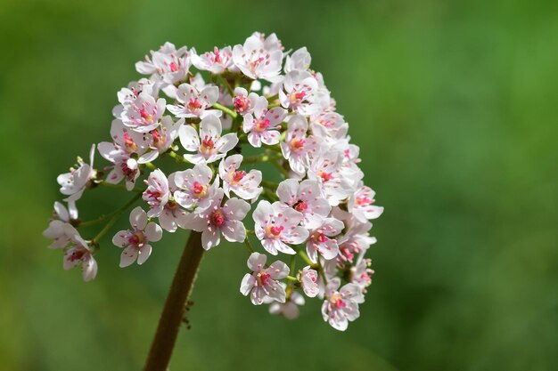 Foto close-up van roze witte bloemen