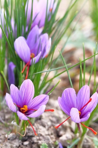 Close up van saffraan bloemen in een veld