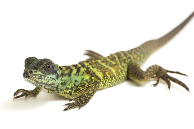 Close-up van Sailfin Dragon hagedis