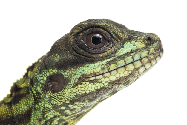 Close-up van Sailfin Dragon hagedis