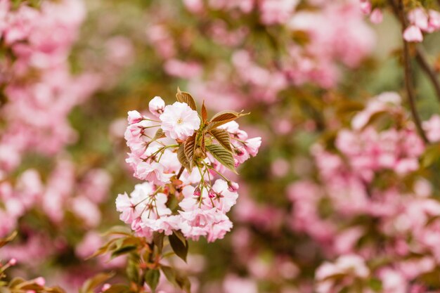 Close up van sakura bloeiende tak aan de boom, roze fragiele bloemen,