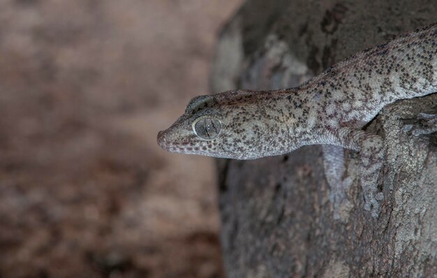 close-up van salamander hoofd in de woestijn