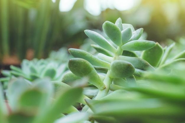 Close-up van sappige Echeveria-plant in minipot, De bladeren worden in lagen samengeperst. Miniatuur vetplanten (sappige cactus). Botanische tuin, bloementeelt, tuinbouwconcept