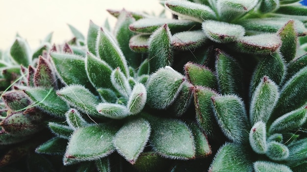 Close-up van sappige planten