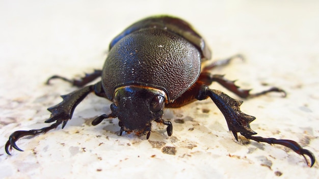 Foto close-up van scarabee kever
